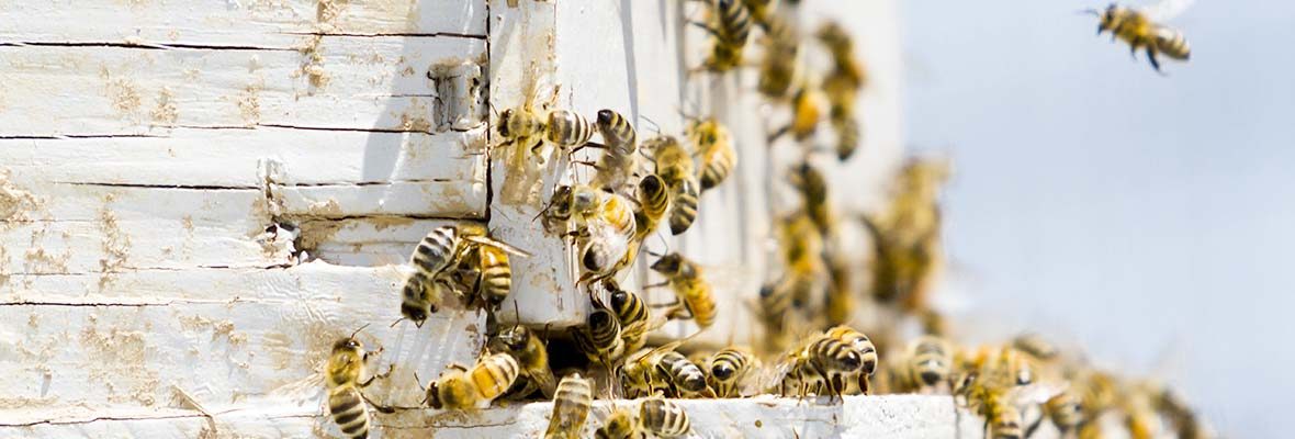 lead image honeybees hive