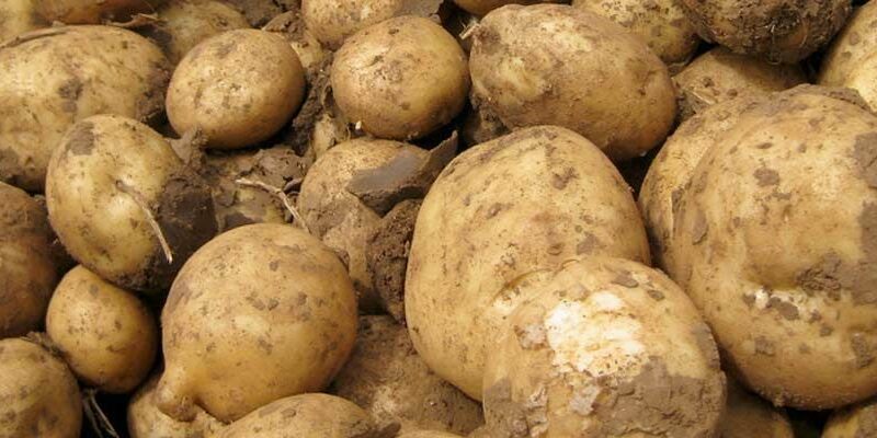 lead image potatoes release 1