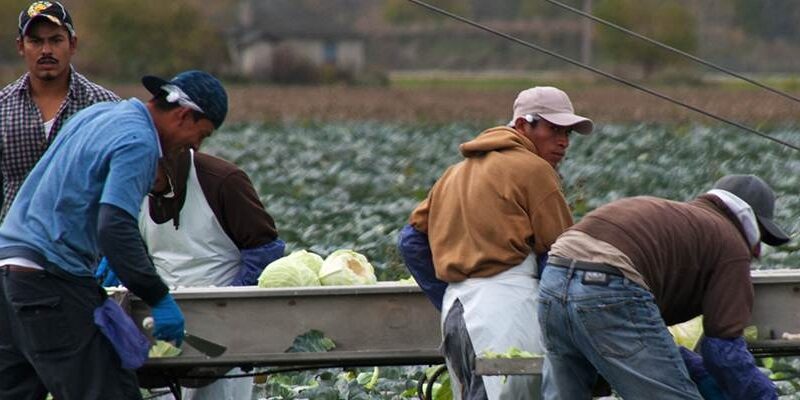 lead image press farmworker cabbage 1