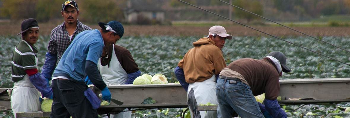 lead image press farmworker cabbage 1