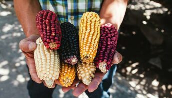 mexico-native-corn
