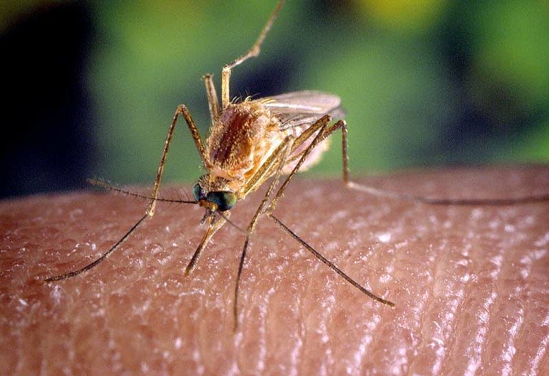 mosquito-skin