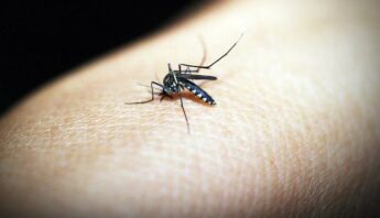 mosquito-skin2