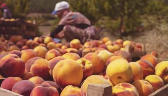 peach-farm