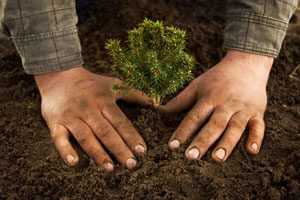 planting-tree-blog