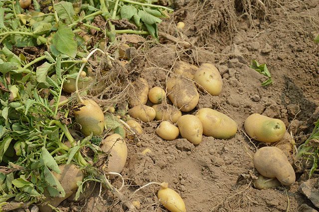 potato-organic