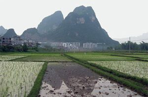 rice-field-China