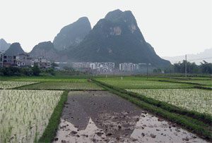 rice-field-China