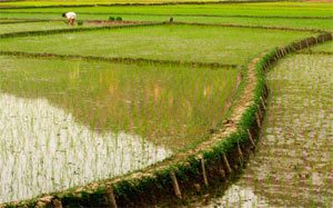rice-field-asia