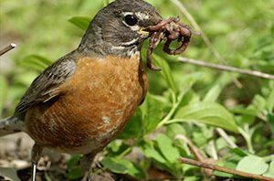 robin-with-worm-groundtruth-blog-image