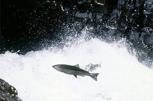 salmon-leap