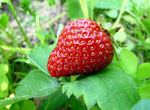 single-strawberry