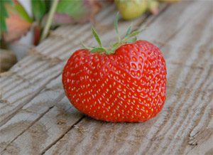 solo-strawberry