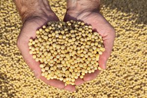 soybean-harvest2