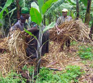 Uganda harvest