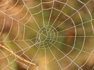 web-spider
