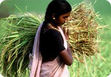 Farmer in India