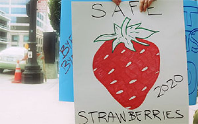 20130828 safestrawberries sign 300
