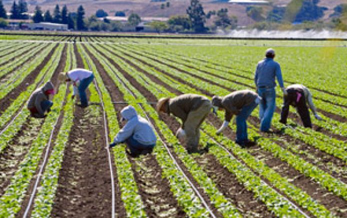 GT farmworkers field