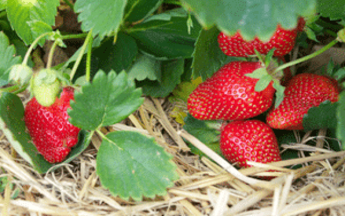 GT strawberryfield