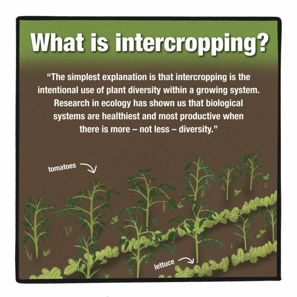 What is intercropping?