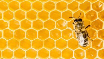 Macro of working bee on honeycells.