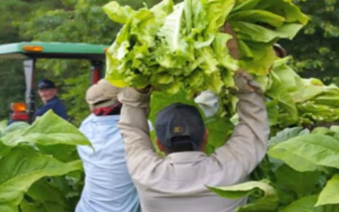 farmworkers carrying produce