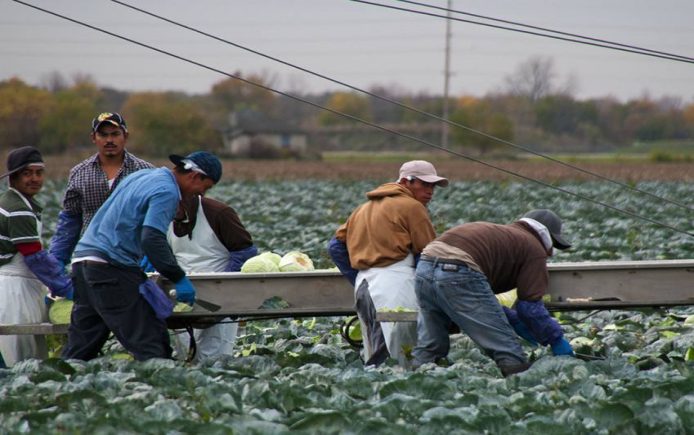 farmworkers field work