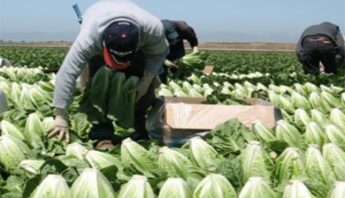 farmworkers lettuce