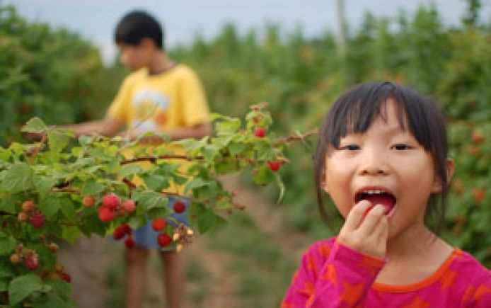 girl eating strawberry field