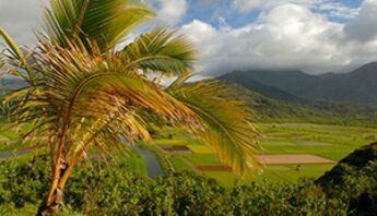 hawaii fields 300