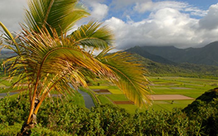 hawaii fields 300