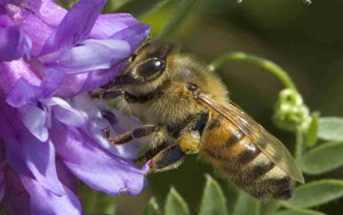 honey bee flower