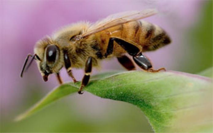 honeybee wildflower