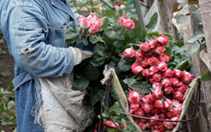 roses farmworker 300