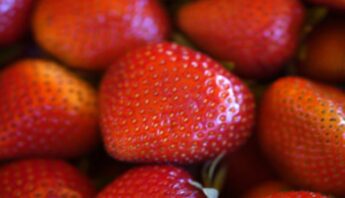strawberries blog