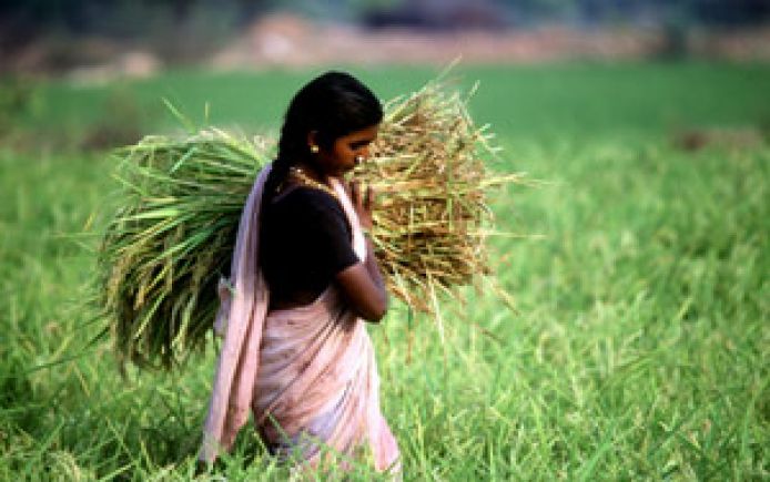 woman rice india