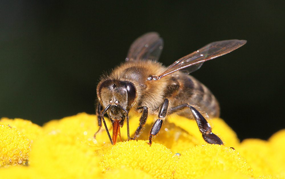 closeup bee