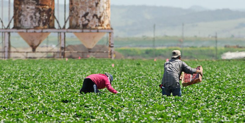 farmworkers field