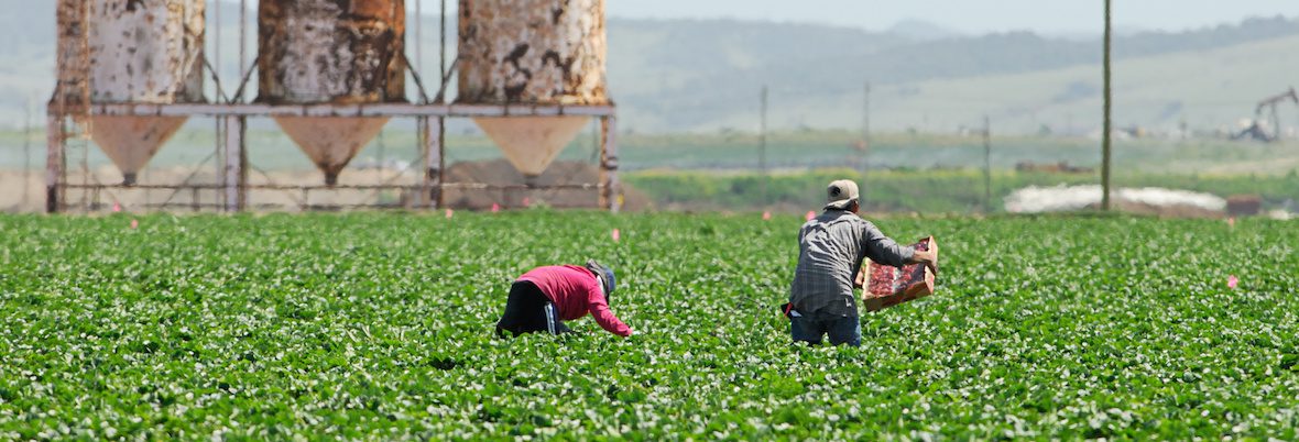 farmworkers field