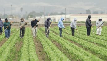 farmworkers in field 1