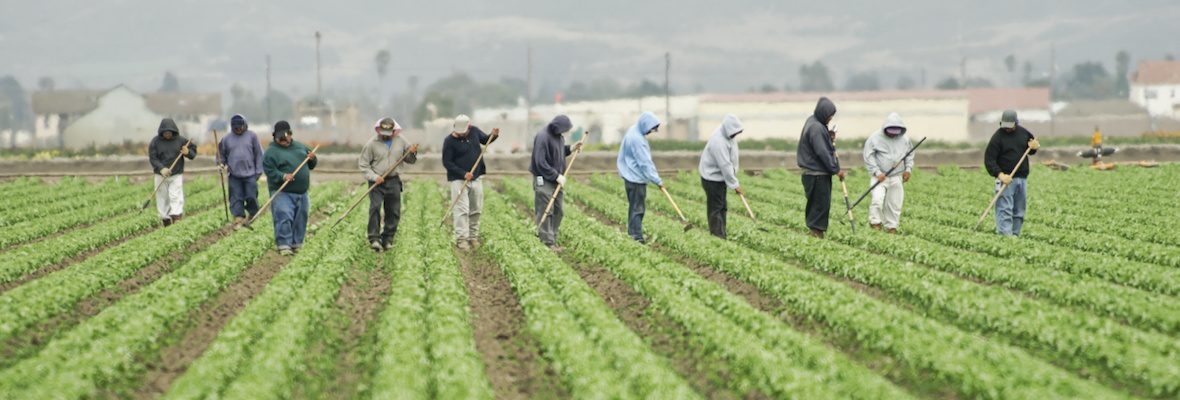 farmworkers in field 1