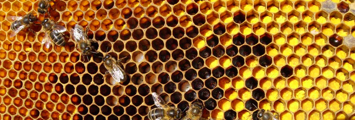 lead image press bees