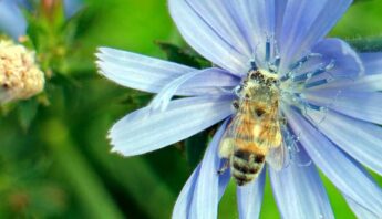 lead image resources create community bee haven