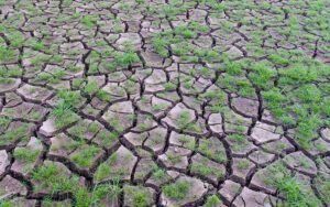Climate change farming