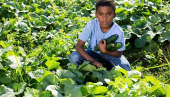 kid on farm with cucumbers