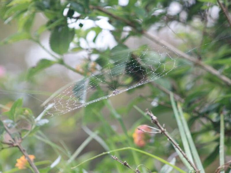 Web hawaii nature