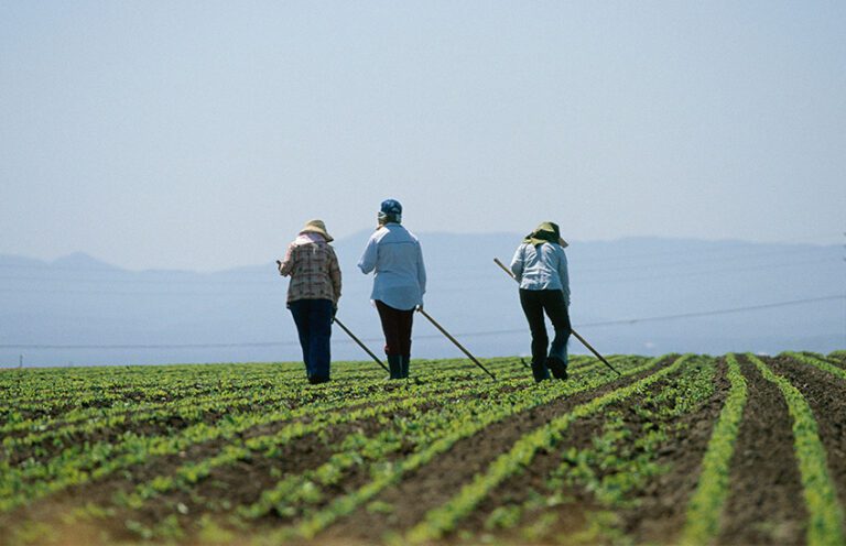 Farm workers in field