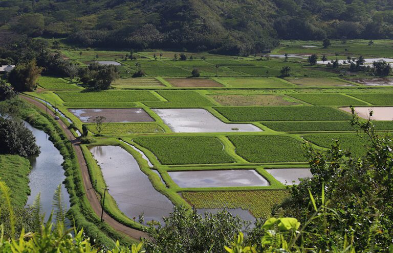 terraced farm Hawaii