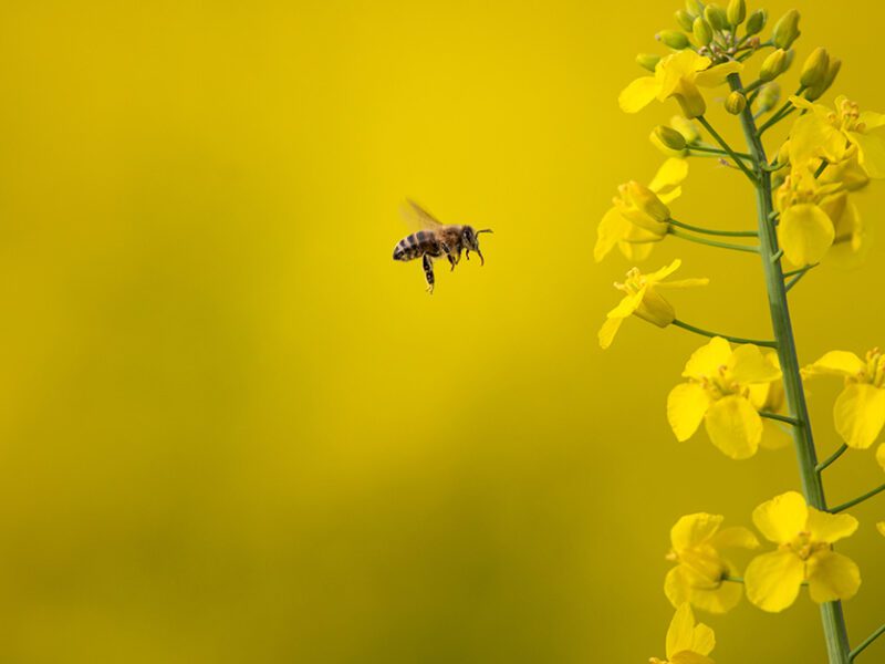 Bee pollinate flower